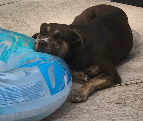 Lily, a dog with her head resting on a life buoy on the floor