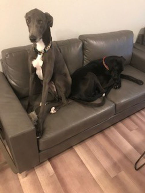 Two large, black dogs on a couch