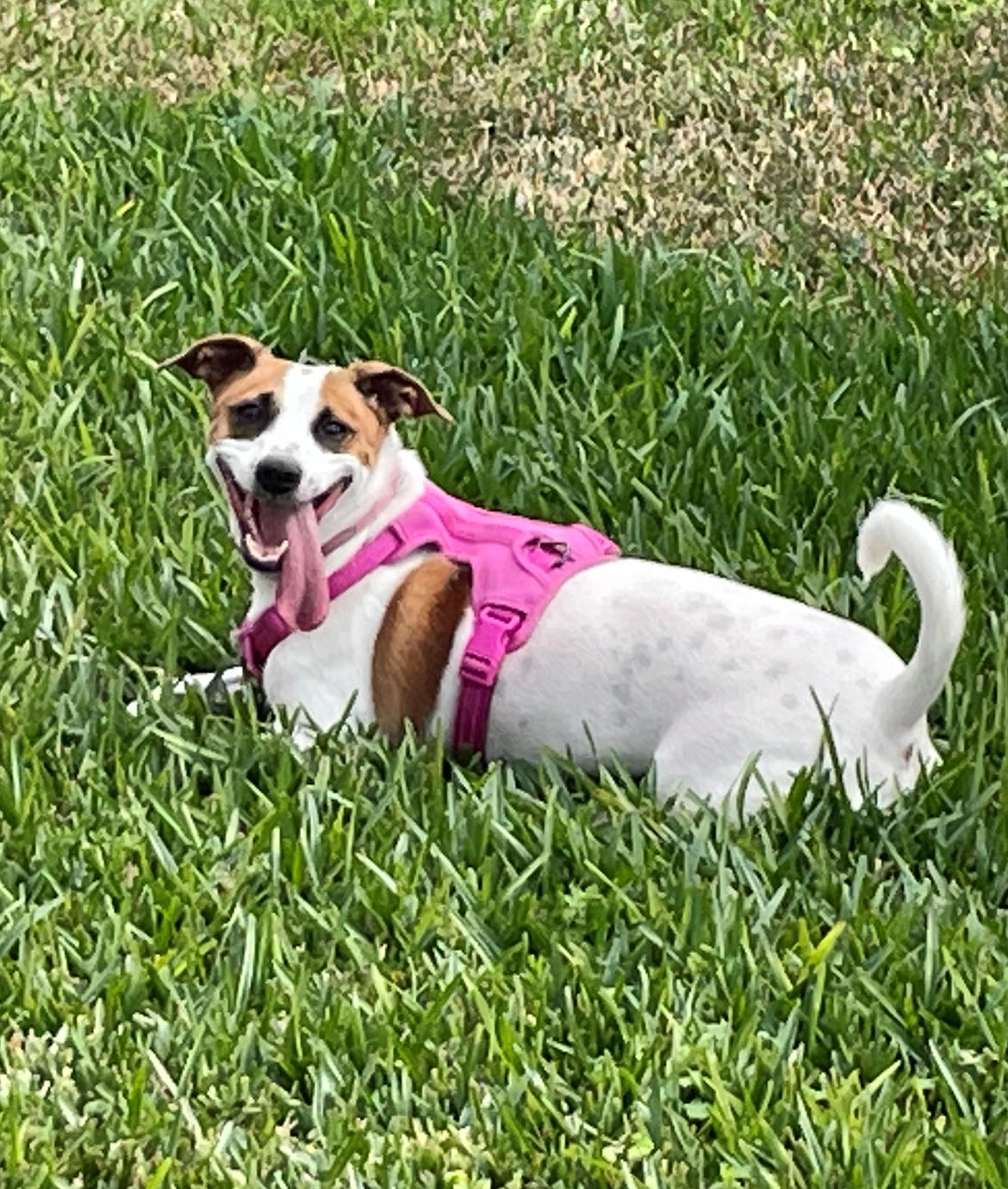 Ellie, a Jack Russell Terrier dog on the grass, wearing a pink vest