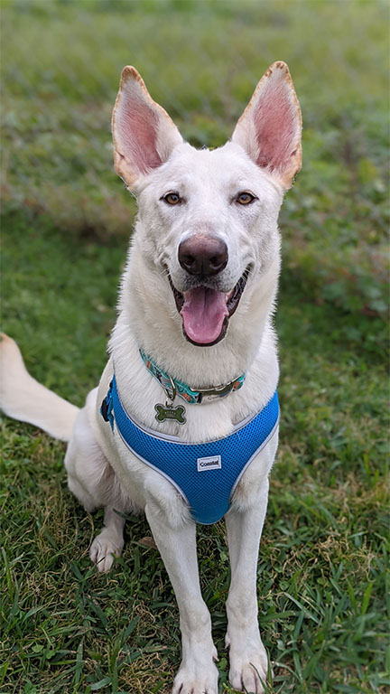 Yuko, a White Shepherd