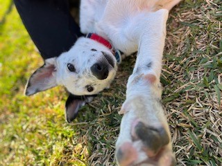 Domino, a white dog lying on the ground