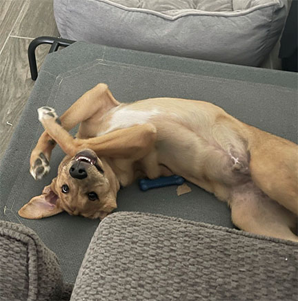 Pineapple, a dog lying on its back and smiling