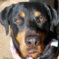 Close up of a Rottweiler’s face