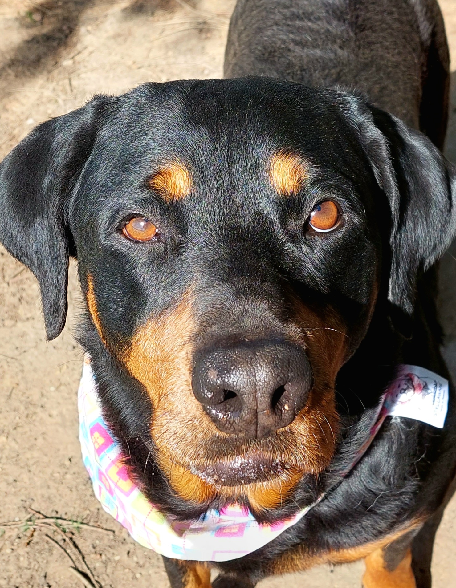 Close up of a Rottweiler’s face