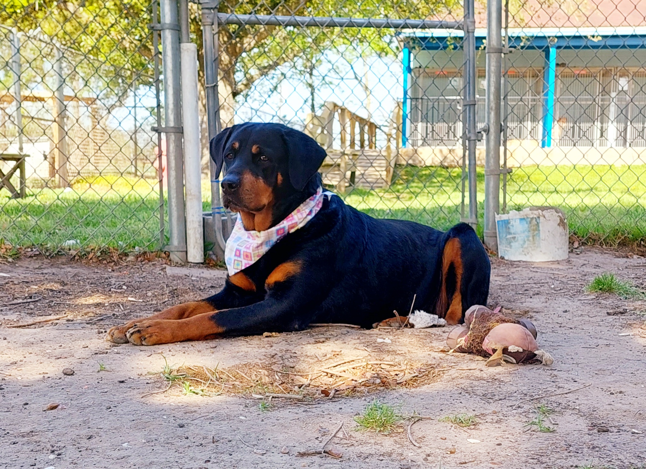 A Rottweiler wearing a pink scarf and lying on the ground