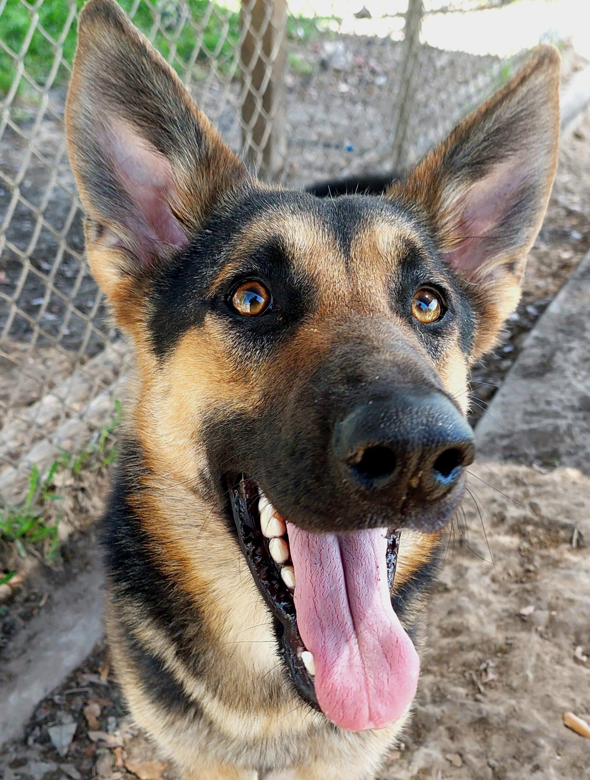 Close up of a Malinois dog with its tongue out