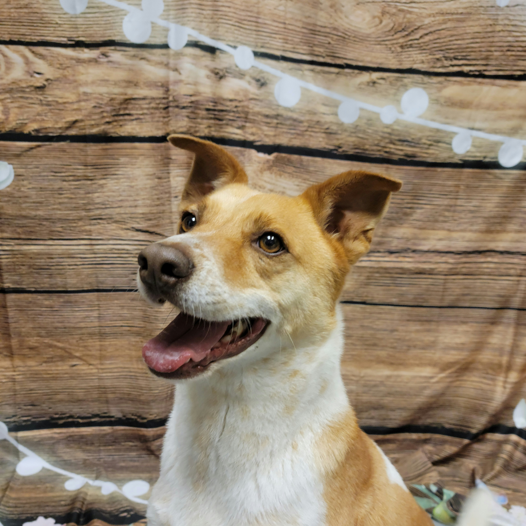 A happy dog looking at fairy lights