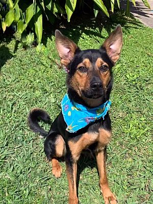 An Australian Kelpie wearing a blue scarf and sitting on the grass