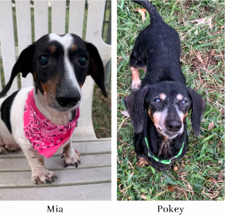 Mia & Pokey Need Medical Care & a Home