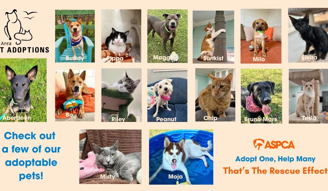 Bay Area Pet Adoptions Selected by ASPCA to Participate in The Rescue Effect Campaign